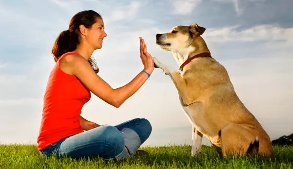 5 Cosas Que Los Perros Nos Enseñan Y Podemos Aplicar