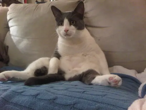 de