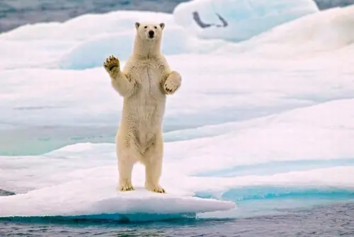 Animales que se creen humanos...