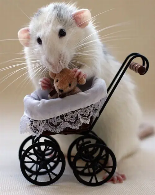 Animales que se creen humanos...