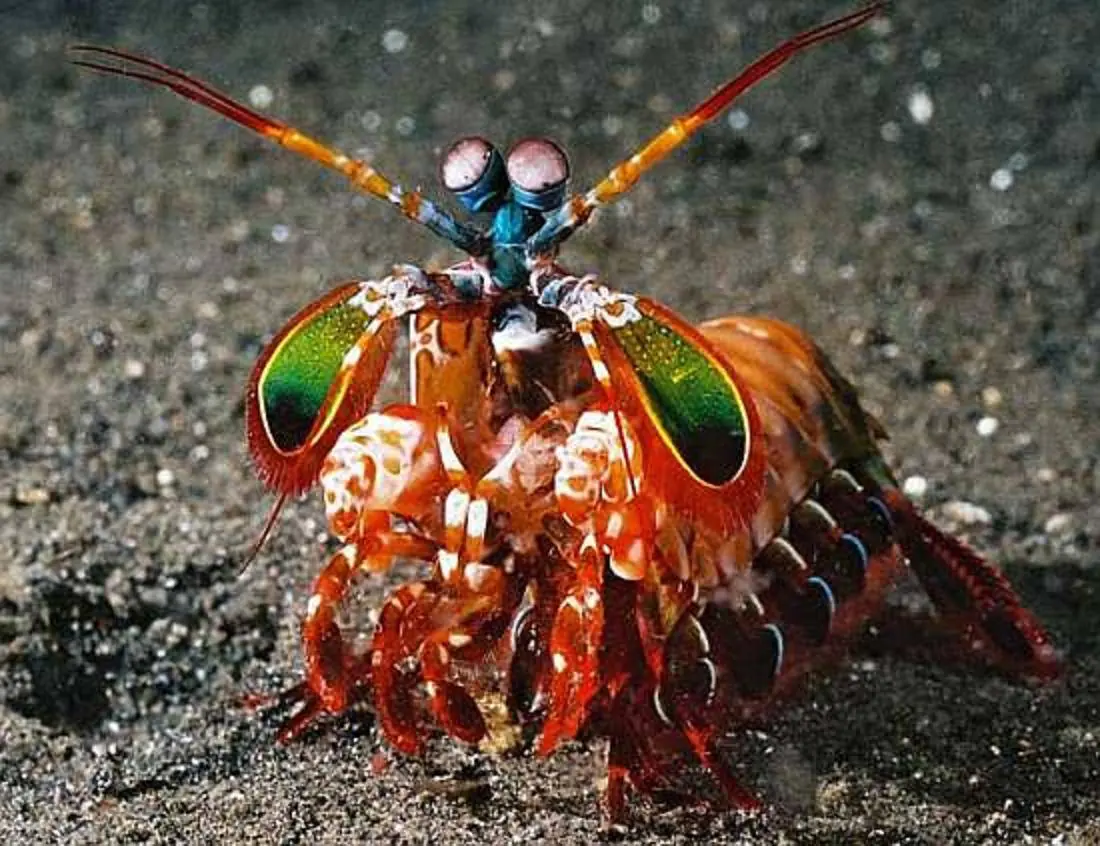 ovni