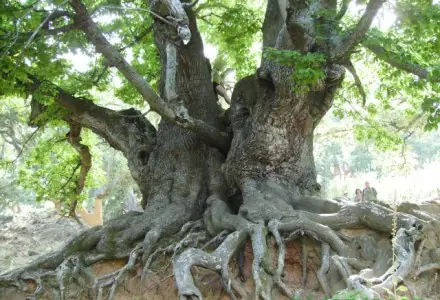 rbol