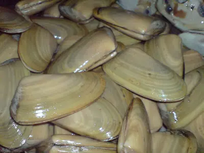 Machas a la parmesana