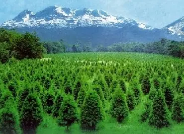 nacimiento