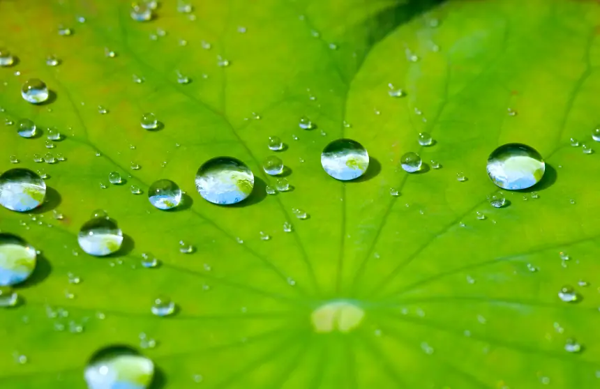 agua