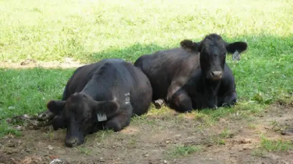 Animales