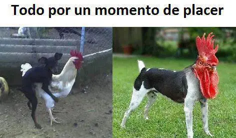 comedia