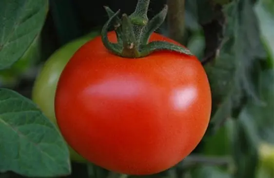 Investigadores Argentinos describen el genoma del tomate