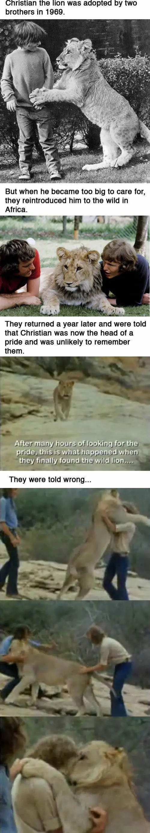 Animales