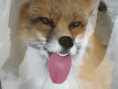 +10 si te reíste (Gifs)