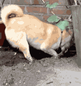 +10 si te reíste (Gifs)
