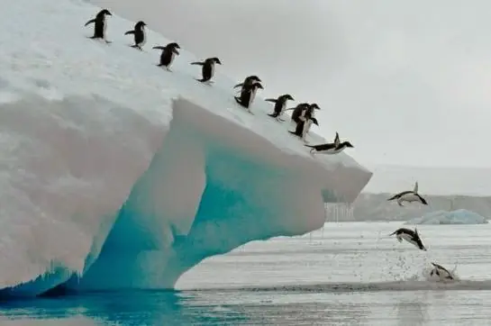 Pingüinos Adelaidas- Curiosidades del continente antártico.