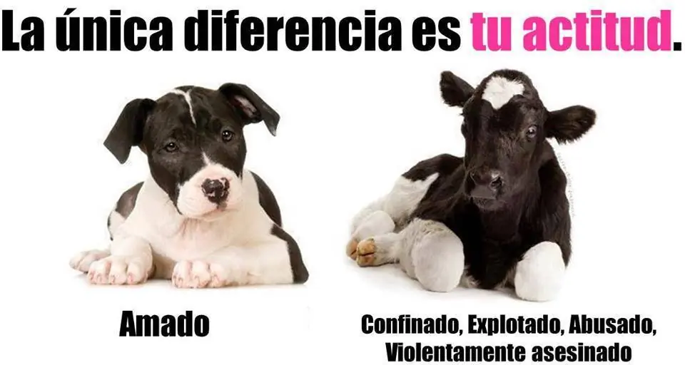 Debate vegetariano/carnivoro