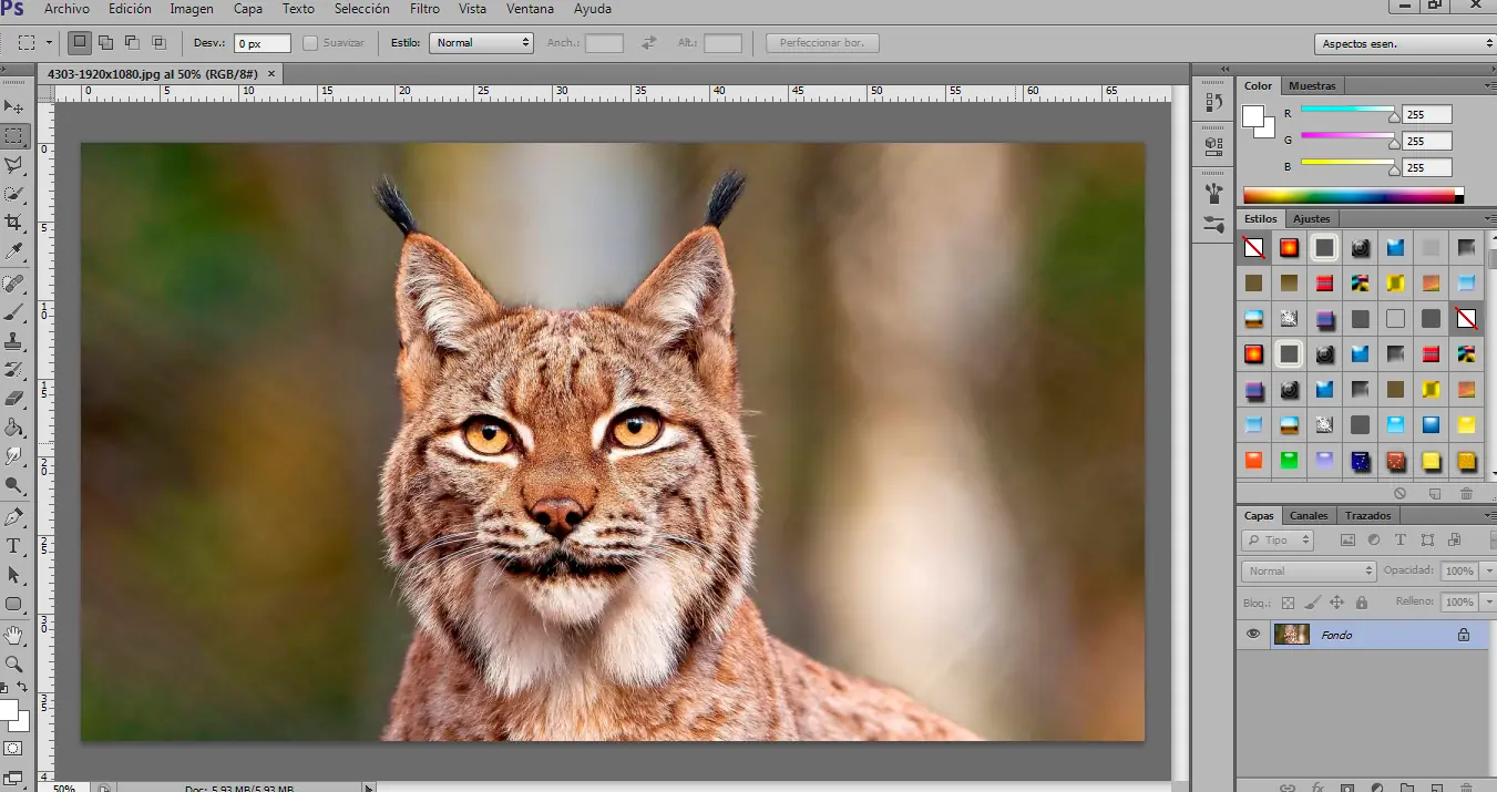 lince de fuego