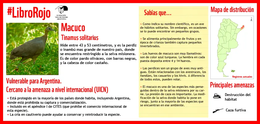 #LibroRojo: Macuco
