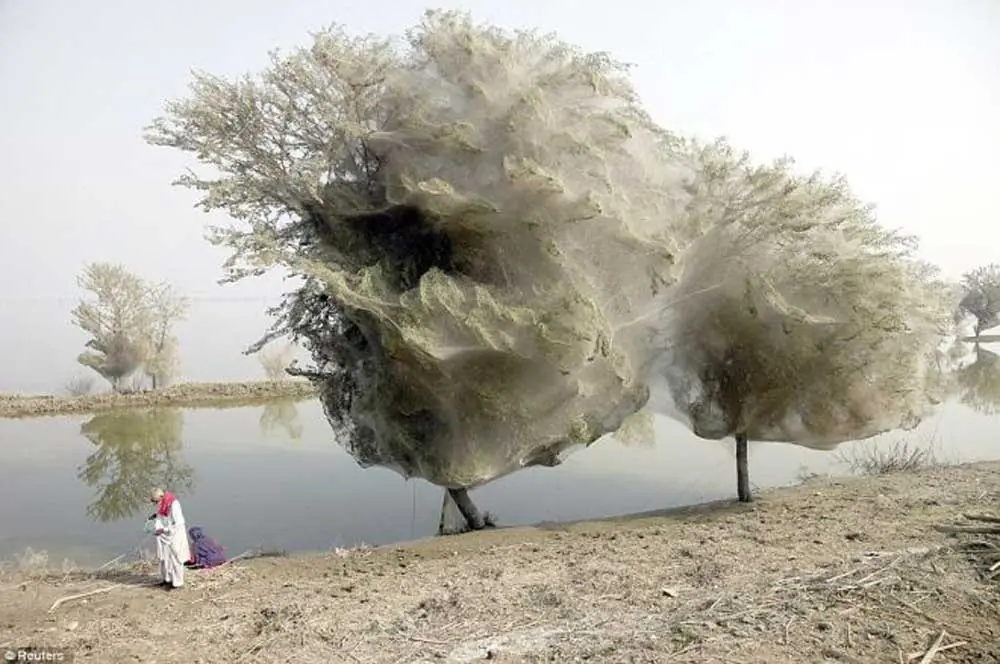 Naturaleza extraña y asombrosa