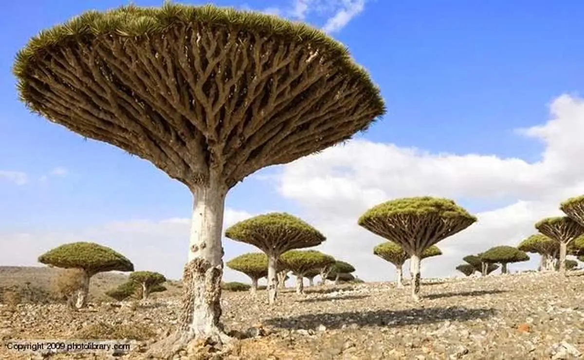 naturaleza