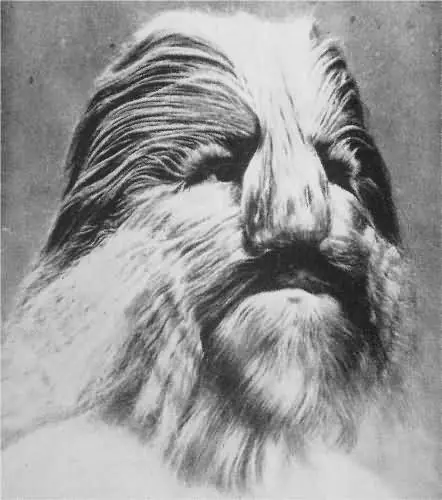 Fenomenos