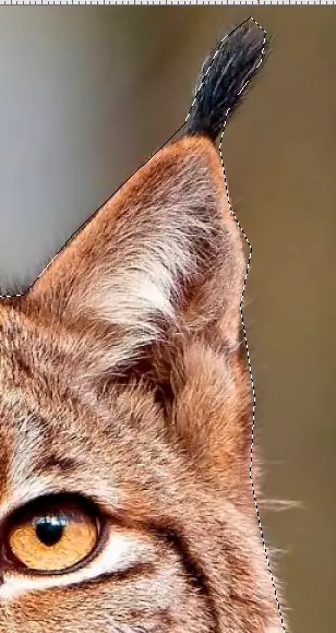 lince fuego
