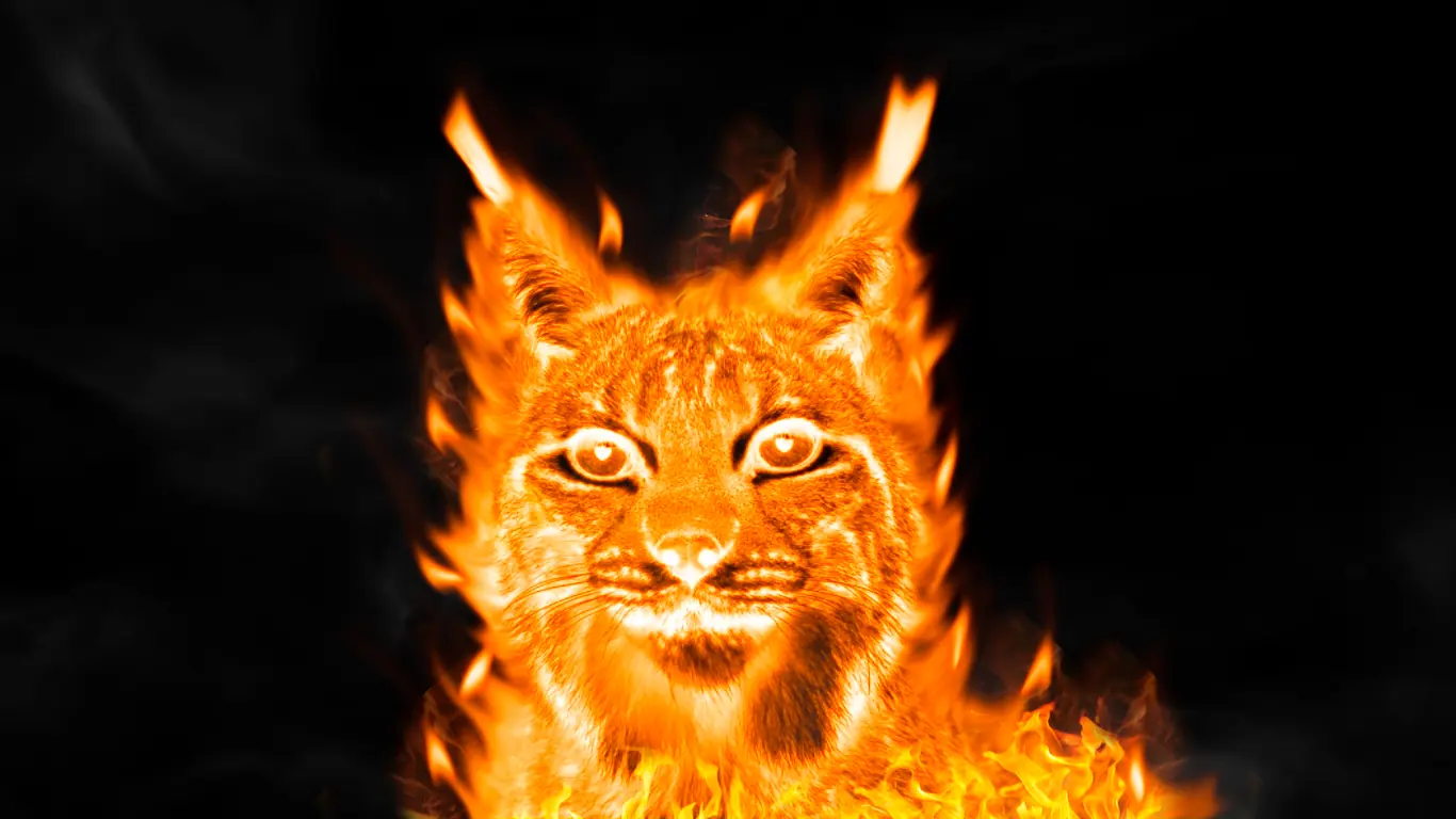 fuego lince