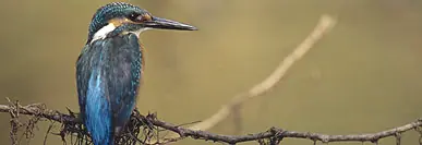 biografía de las aves las criaturas mas exóticas del mundo