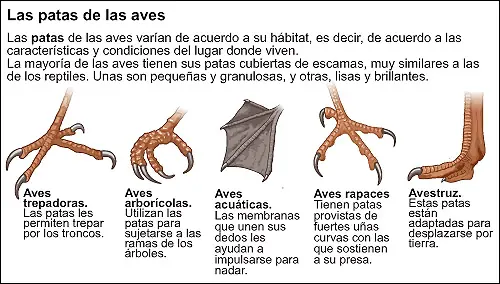 extincion