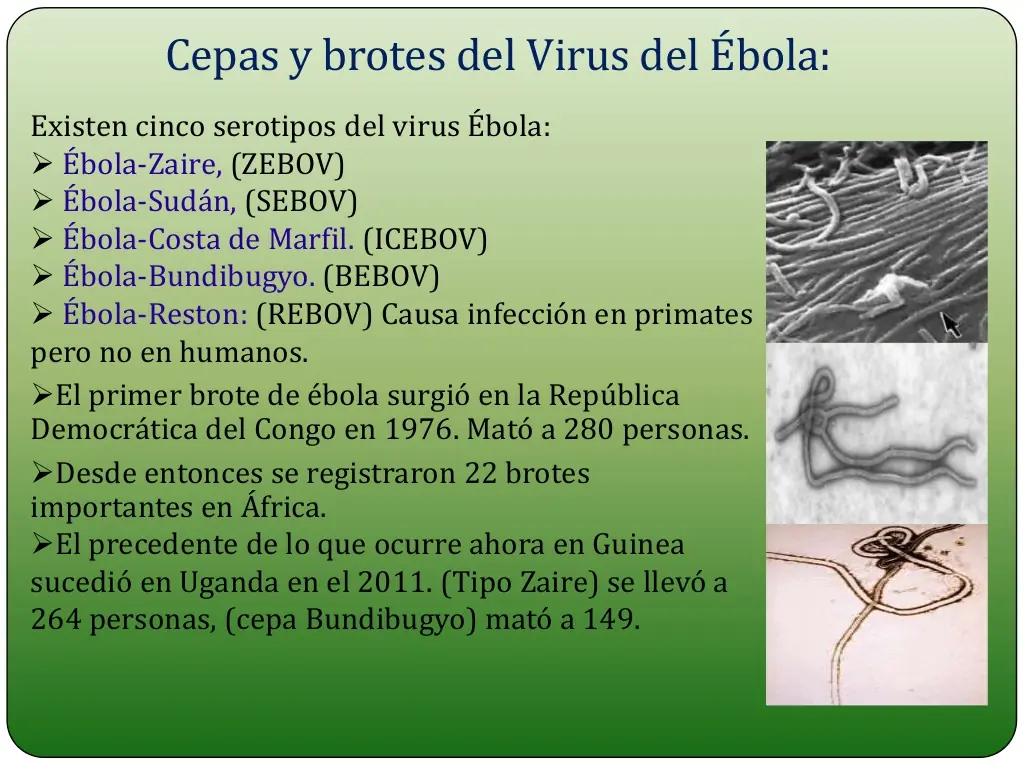 ebola