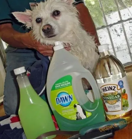 perros