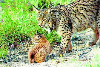 Un virus diezma el alimento del Lince