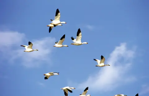 aves