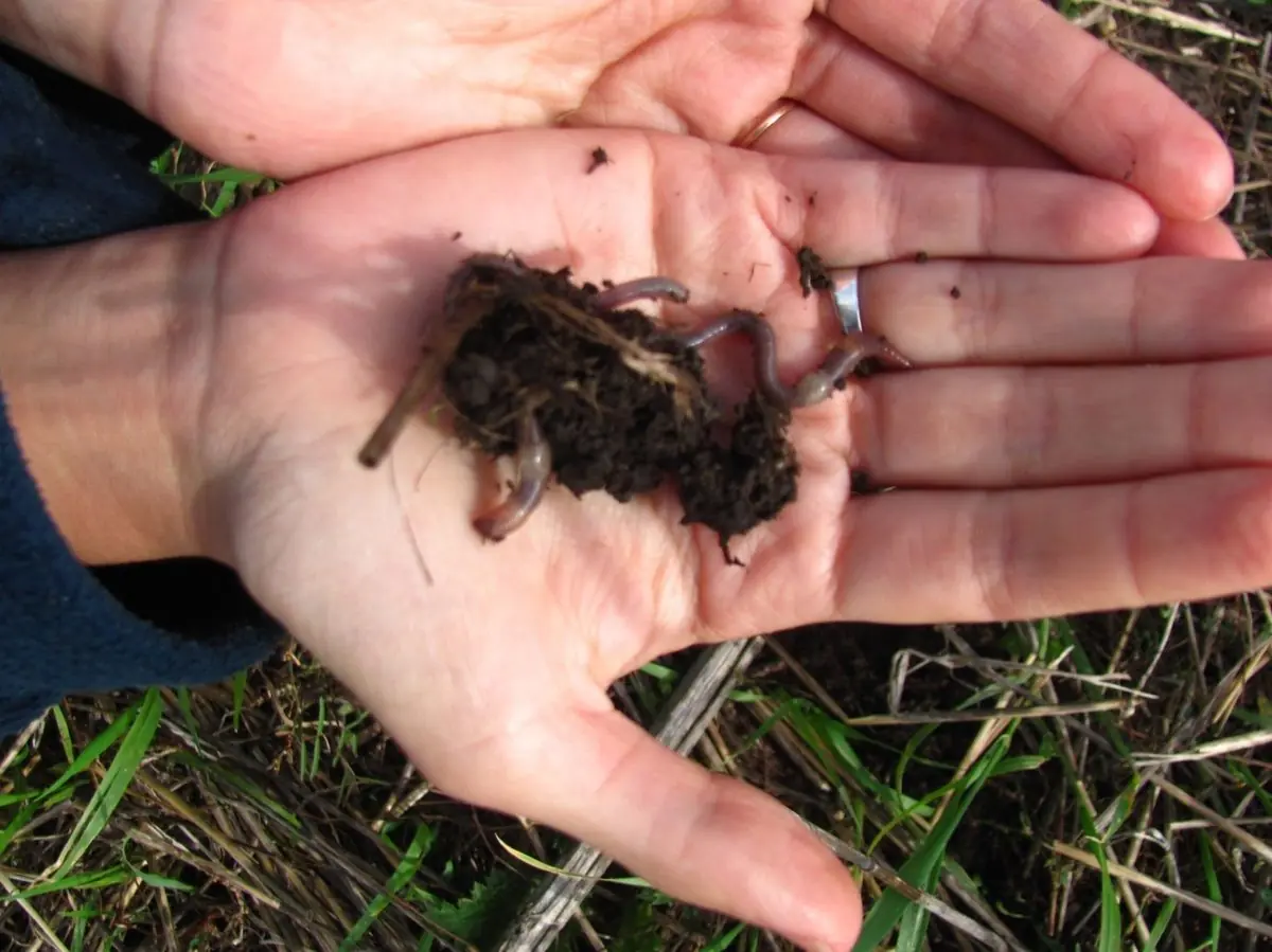 Agroecologia