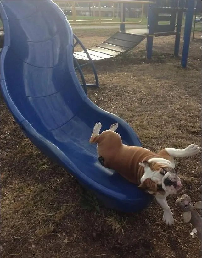 fails