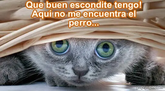 Humor Grafico