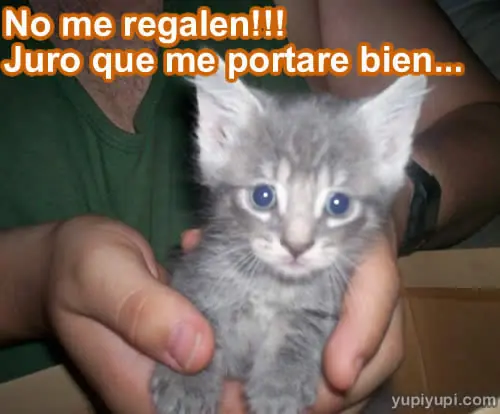 gatos