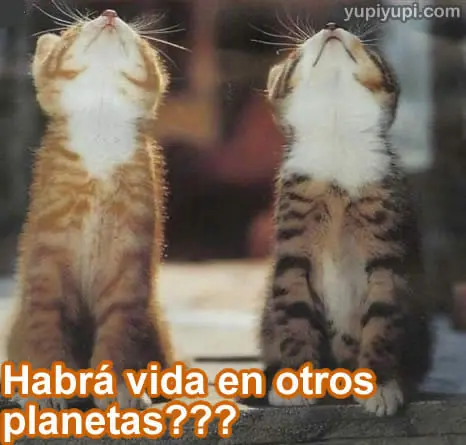 Imagenes  y  frase con gatitos