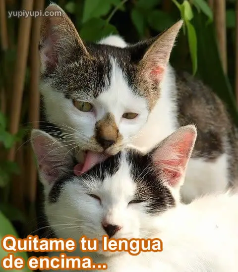 Imagenes  y  frase con gatitos