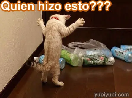 Imagenes y frase con gatitos
