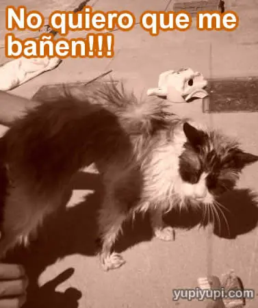 imagenes chistosas