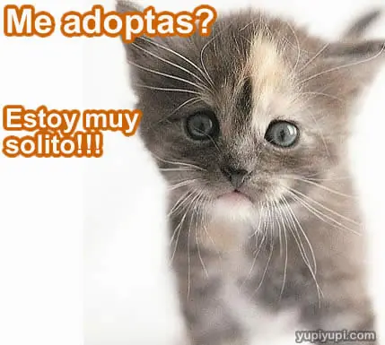 imagenes chistosas