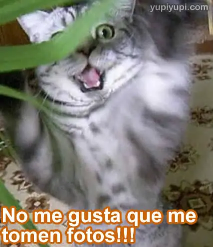 imagenes chistosas