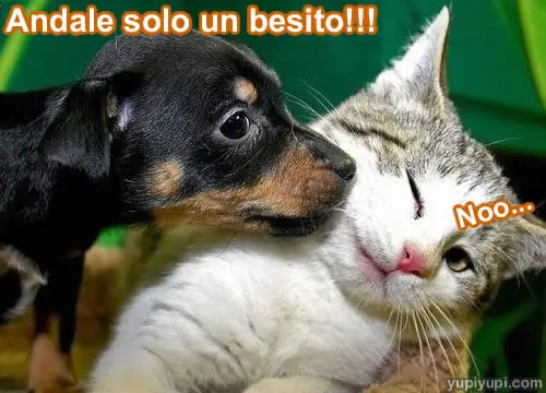 Imagenes  y  frase con gatitos