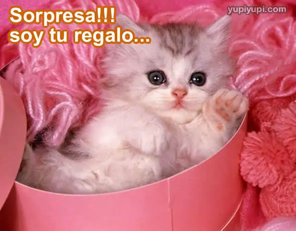 imagenes chistosas