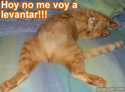 Humor Grafico