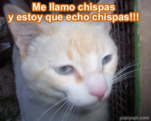 Humor Grafico