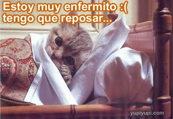Imagenes  y  frase con gatitos