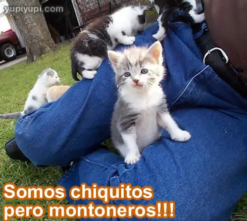imagenes chistosas