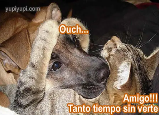 gatitos