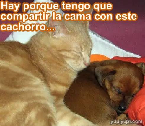Imagenes  y  frase con gatitos