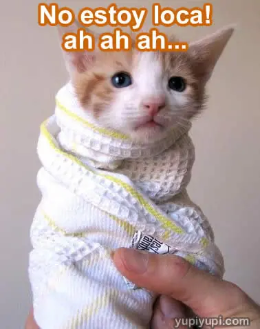 gatitos