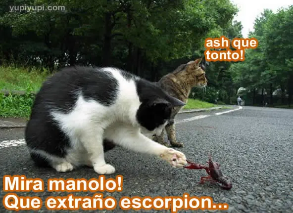 gatitos